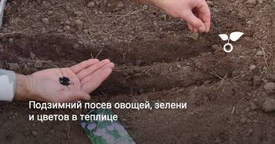 Подзимний посев овощей, зелени и цветов в теплице - sadogorod.club