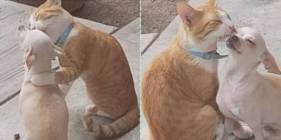 Трогательная история: «чихуашка» стала лучшим другом для больного кота - mur.tv