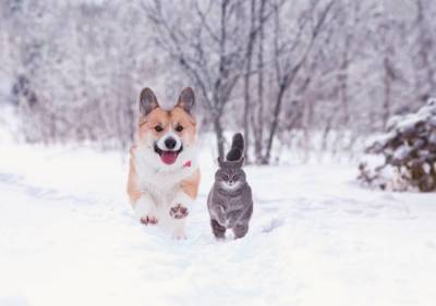 Зимовка с собакой и котом на даче (в вопросах и ответах) - sadogorod.club