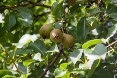 Как заставить плодоносить грушу на следующий год, посаженную этой осенью: 3 секрета огородника - sadogorod.club