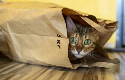 Почему кошки любят шуршащие пакеты? - mur.tv