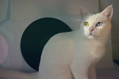 Правда ли, что все белые коты глухие? - mur.tv