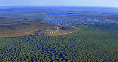 Оказывается, самое обширное болото на планете находится в России - lifehelper.one - Россия - Швейцария