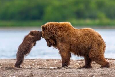 10+ фото, которые доказывают, что медведи тоже бывают милыми - mur.tv - Россия
