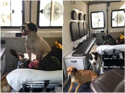 Собаки ринулись в машину скорой помощи, которая забрала их хозяина - mur.tv - Бразилия