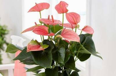 Практичнее, чем букет: 5 красивых комнатных цветов, которые можно подарить на праздник - lublusebya.ru