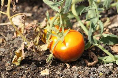 Как можно использовать ботву томатов: хитрости, о которых не знают огородники - sadogorod.club