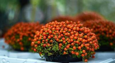 Нертера, коралловый мох - милое комнатное растение с ядовитыми ягодами - sadogorod.club - Австралия - Новая Зеландия
