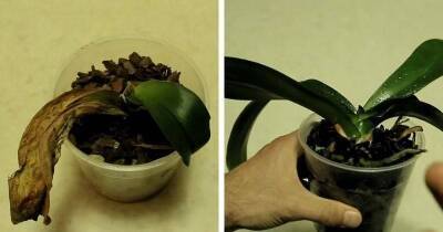 Покупайте в магазине за копейки сухие и еле живые орхидеи и дайте им вторую жизнь. Восстановление орхидеи - lifehelper.one