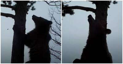Любопытный медвежонок снял уникальное видео в заповеднике - porosenka.net