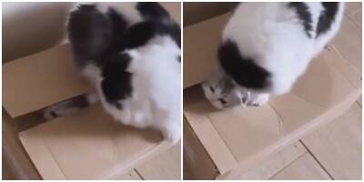 Мать года: кошка заперла своего котёнка в коробке - mur.tv