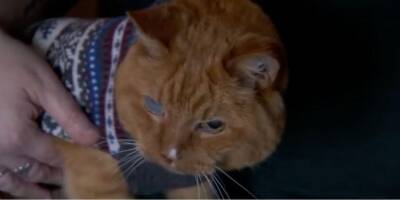 Знакомьтесь: кот Сэмм, 26 лет. Возможно, старейший из ныне живущих кошек - mur.tv - Сша - штат Орегон