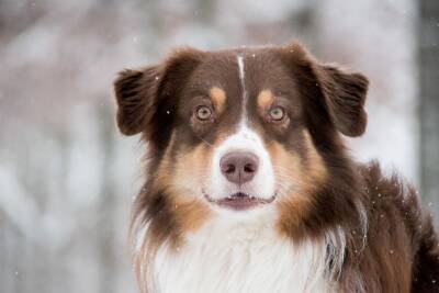 Зима на пороге: 7 добрых советов для собаководов - mur.tv