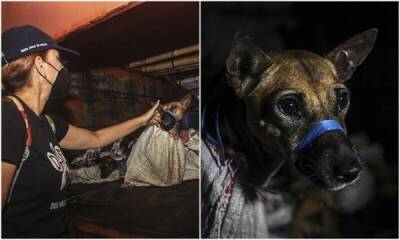 В Индонезии 50 собак спасли по пути на мясную ферму - porosenka.net - Индонезия