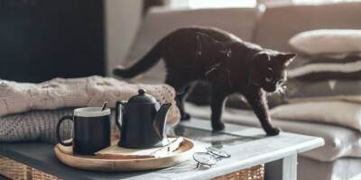Кошка допивает чай за хозяевами. Это опасно? - mur.tv