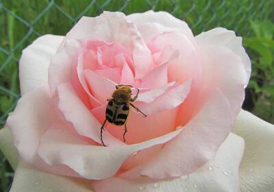 Как жук полюбил розу? - lifehelper.one