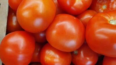 Как вырастить по-настоящему крупные и вкусные томаты: 3 хитрости, о которых не расскажет сосед - sadogorod.club