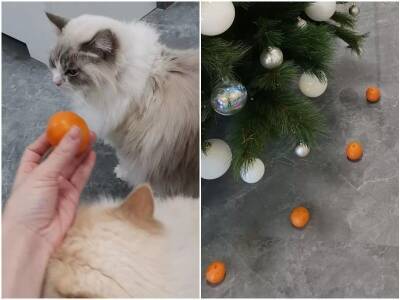 Хозяйка придумала способ защиты ёлки от кота – мандарины - mur.tv