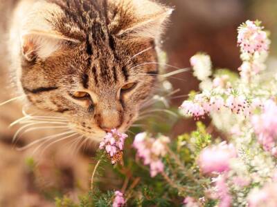 7 неочевидных запахов, которые сводят кошек с ума - mur.tv