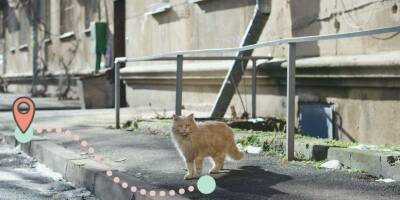 Кошачья верность: кот вернулся к отказавшейся от него семье. Но его снова предали - mur.tv