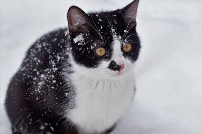 Пришла зима: существует ли «порог холода» для кошек? - mur.tv