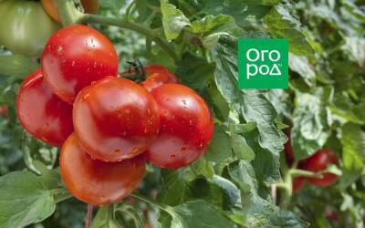 5 сортов и гибридов томатов для новичков: проверено томатоводами - sadogorod.club