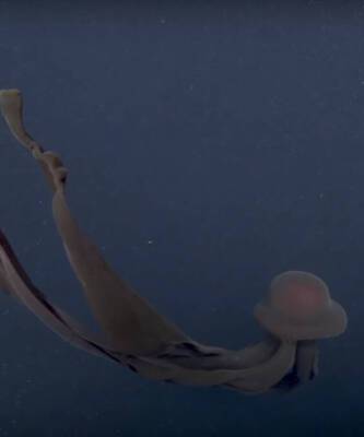 Малиновый занавес: гипнотическое видео с гигантской медузой похожей на шелк стало хитом интернета. Его интереснее рассматривать, чем некоторые платья звезд - elle.ru