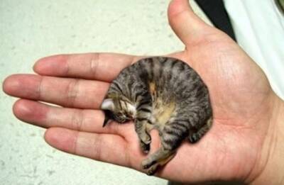 Самая маленькая кошка в мире – кто же она? - fokus-vnimaniya.com - Сша - штат Иллинойс