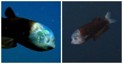 Видео дня: рыба-бочкоглаз с прозрачным лбом, похожая на инопланетное существо - porosenka.net - county Bay