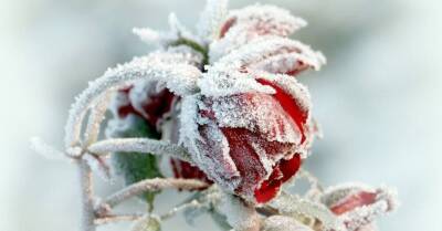 Семь чудесных растений, которые цветут зимой - lifehelper.one - Латвия