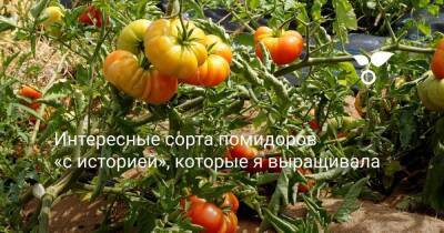Интересные сорта помидоров «с историей», которые я выращивала - sadogorod.club