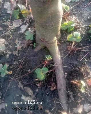 Заболевания плодовых деревьев зимой, как уберечь сад - sadogorod.club