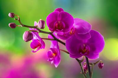 Орхидея, тропическая красавица: можно ли приручить ее в нашем климате? - lifehelper.one - Таиланд