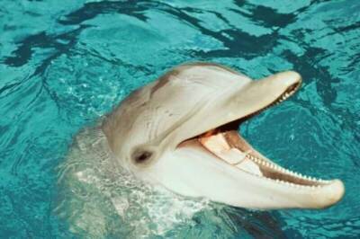 Как дельфины и киты получают пресную воду, обитая в соленых морях и океанах? (7 фото) - chert-poberi.ru