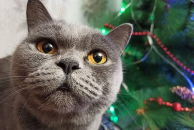 Ваша кошка и новогодние каникулы: 5 советов-предостережений - mur.tv