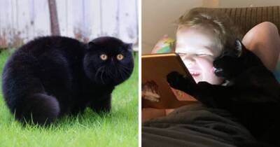 17 фотографий очаровательных и забавных чёрных котов, которые развеивают миф о том, что они приносят несчастья - mur.tv