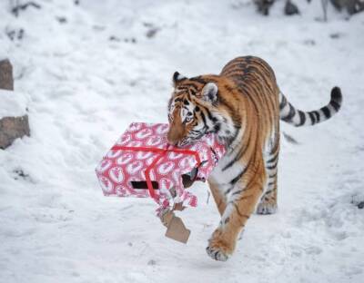 Запретная одежда в новый год тигра - lifehelper.one