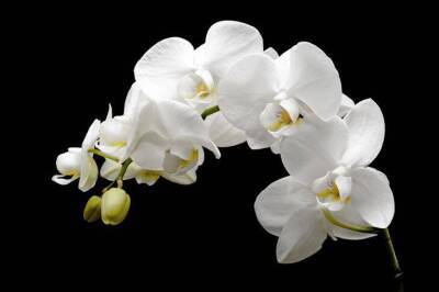 Элементарный способ, который заставит цвести даже самую «вредную» орхидею - lifehelper.one