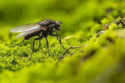 Как избавиться от назойливых мух в доме навсегда без химии и мухобойки: быстро и без проблем - lifehelper.one