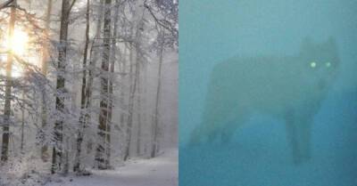 В Иркутской области охотники подстрелили пожарных, приняв их снегоход за волка - porosenka.net - Иркутская обл.