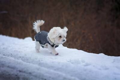 Пришла зима: в какие холода следует сократить прогулки с собакой? - mur.tv - Россия