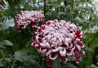 Крупноцветковая хризантема: 10 восхитительных сортов - sadogorod.club