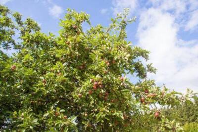 Что можно посадить под кроной яблони: урожай приятно удивит даже опытного дачника - sadogorod.club