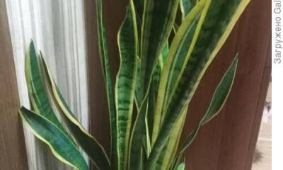 Грациозная трехполосная сансевиерия - долгожительница среди моих растений! - sadogorod.club