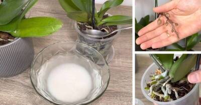 Сделайте эффективное удобрение для орхидей из ингредиента, который есть в каждом доме - lifehelper.one