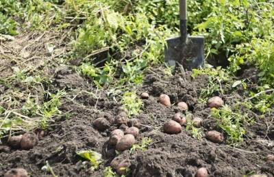Почему опытные огородники высаживают картофель вместе с бобовыми: полезная хитрость - sadogorod.club