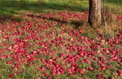 Чем подкормить яблоню осенью, чтобы на следующий год собрать богатый урожай - sadogorod.club
