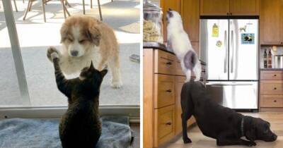 16 фото, которые показывают, что коты и собаки могут отлично уживаться друг с другом - mur.tv