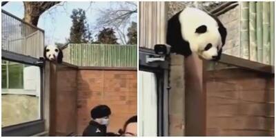 Панда сбежала из вольера на глазах у посетителей - mur.tv - штат Мэн