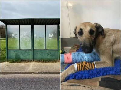Худой пес, привязанный возле остановки, жалобно смотрел на прохожих - mur.tv - Англия